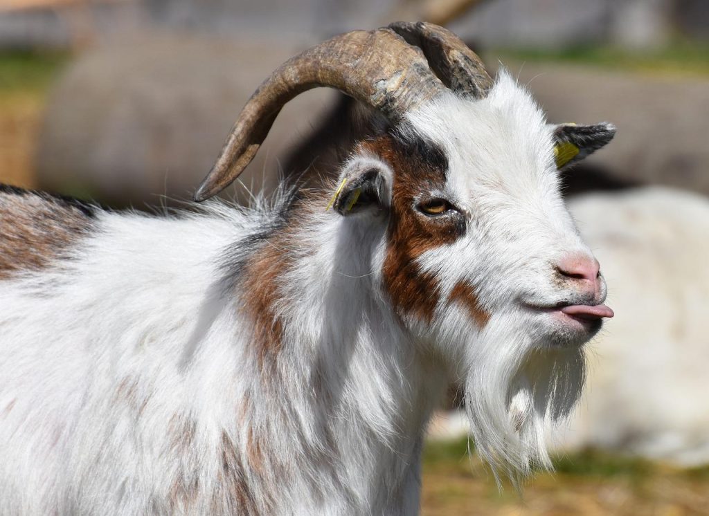 goat, tongue, fun-4088259.jpg